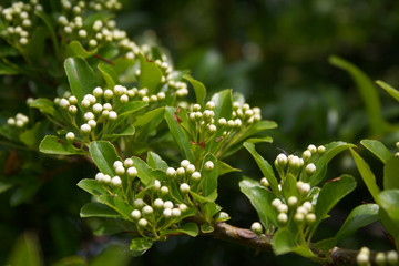 Fototapeta na wymiar Pyracantha branch with fresh white blossoms in springtime.