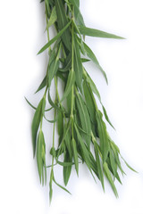 Bunch of Bladder campion plants isolated on white background. Silene vulgaris plant on white