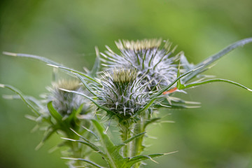 Distel -  Thistle