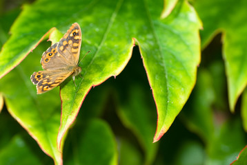 Butterfly sitting on the green leave. Beautiful butterfly. Insect in the natural habitat.