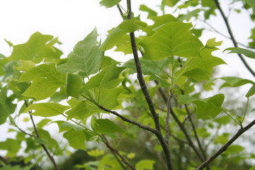 Young fresh leaves of Tulip tree growing on branch. Liriodendron tulipifera in springtime