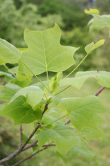 Young fresh leaves of Tulip tree growing on branch. Liriodendron tulipifera in springtime