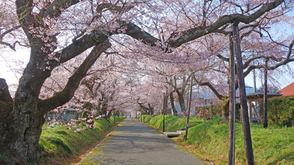 絶景！満開の枝垂れ桜！青いお空に映える！