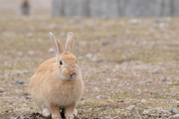 大久野島のうさぎ