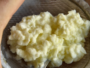 Close-up image of Kefir granules