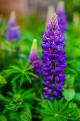 Blooming lupine flowers in the garden.