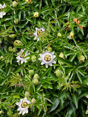(Passiflora caerulea) Passiflores bleues ou fleurs de la passion