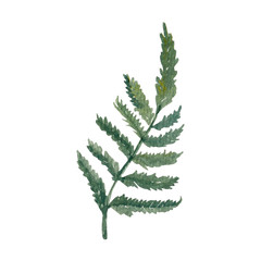 Watercolor illustration of a sprig of forest fern. Hand drawn isolated on a white background.