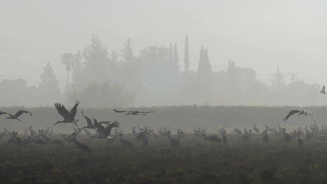 White storks resting on foggy field, Hula Valley, Israel