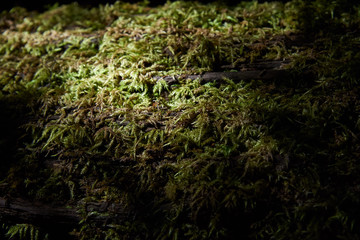 moss grow and expand all on the log