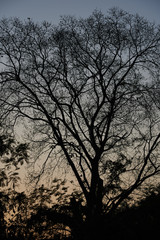 silhouette of tree and branch with evening sky