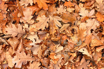 Top view of a layer of fallen dry oak leaves on the ground in the forest