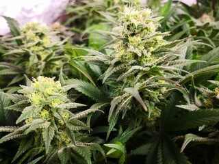 Cannabis Sativa Indica Grow Strain, THC CBD Weed Dope