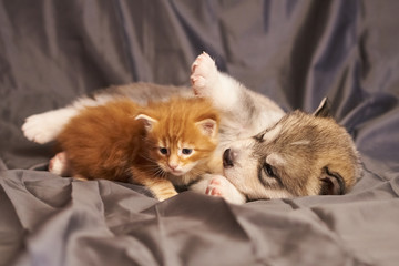 Little red kitten Maine Coon next to a cute puppy Malamute, on a gray background