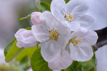 White and pink apple tree blossoms in sky background