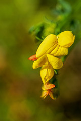 Fototapeta na wymiar Lotus corniculatus, yellow blossom in german language Hornklee
