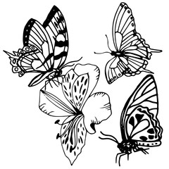 butterfly and flower herb floral hand drawn sketch black and white doodle, tattoo, engraving