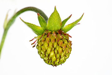 still green unripe berry of a woodland strawberry Fragaria vesca