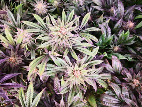 Cannabis Sativa Indica Grow Strain, THC CBD Weed Dope