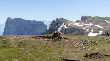 Ibexes in a mountainous atmosphere in the Vercors in France