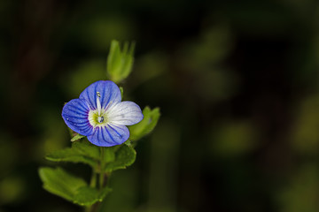 Veronica chamaedrys, the germander speedwell , bird's-eye speedwell, or cat's eyes