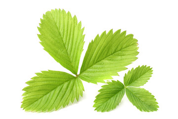 Single green strawberry leaf isolated on white background