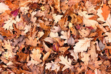 Top view of a layer of fallen dry oak leaves on the ground in the forest