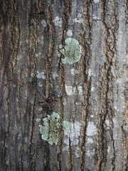 Close up of mahogany bark