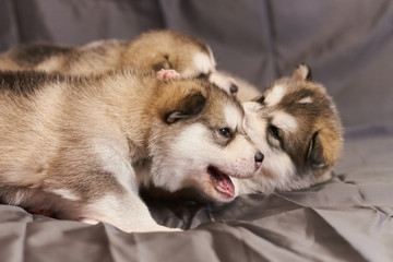 Cute little Malamute puppies lying down are played, on a gray background