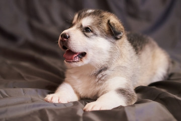 Cute plump Malamute puppy with a protruding tongue, on a gray background