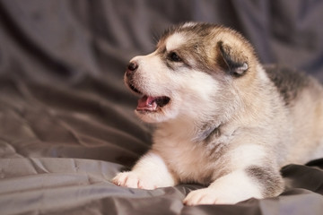 Portrait of a cute Malamute puppy on a gray background