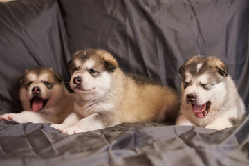 Cute grey Malamute puppies on grey background