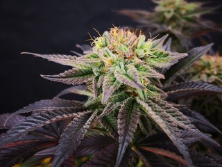 Cannabis Sativa Indica Grow Strain, THC CBD Weed Dope