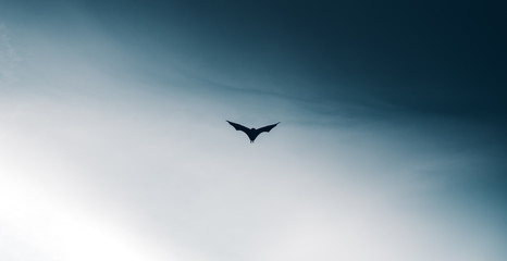 Sheath-Tailed Bat