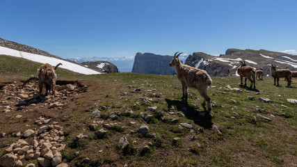 Naklejka premium Ibexes in a mountainous atmosphere in the Vercors in France