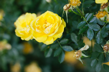 yellow rose in the garden