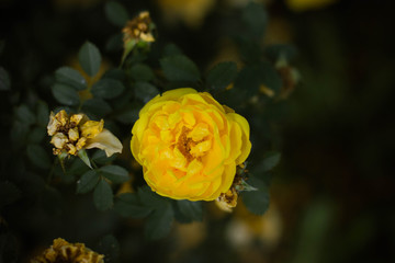 yellow rose