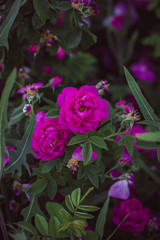 pink rose in the garden