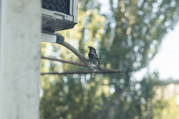 Sparrow drinks water from an air conditioner tube. City life of birds. Very hot and stuffy day....