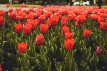 Beautiful bright red tulips on a background of green grass.Springtime.Endless field of red tulips.Colorful tulips flower in the garden. Beautiful tulips flower for postcard beauty and agriculture 