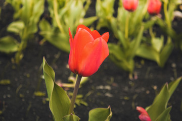 Dramatic dark spring scene on the tulip farm. Close up of a beautiful red tulip flower in tulip field with a dark background of other colorful tulips. Spring and Summer time.