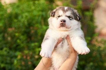 Cute plump puppy Malamute at the hands of man