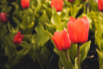 Dramatic dark spring scene on two tulips  farm. Green red tulips tulips park in beautiful style. Spring floral background. Spring and Summer time.