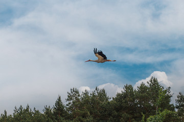 A stork flying to the nest