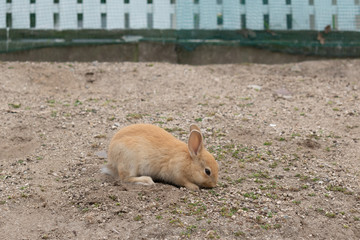 大久野島のうさぎ