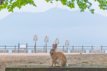 大久野島のうさぎ