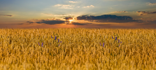 summer wheat field at the sunset © Yuriy Kulik
