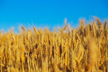 beautiful closeup summer wheat field and blue sky