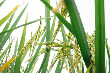 Green rice and rice grains.