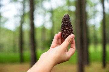 pine cones on hand in pine forest beautiful background